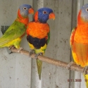 Lorikeets For Sale