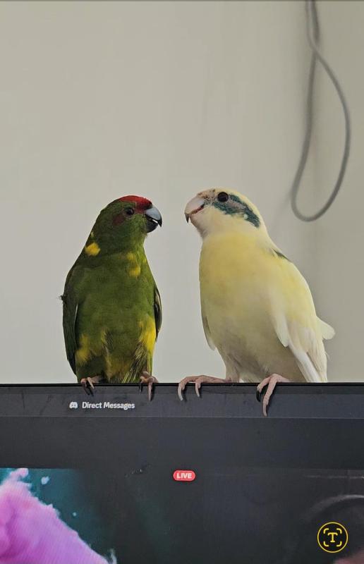 Pair of Kakarikis for Sale