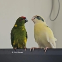 Pair of Kakarikis for Sale