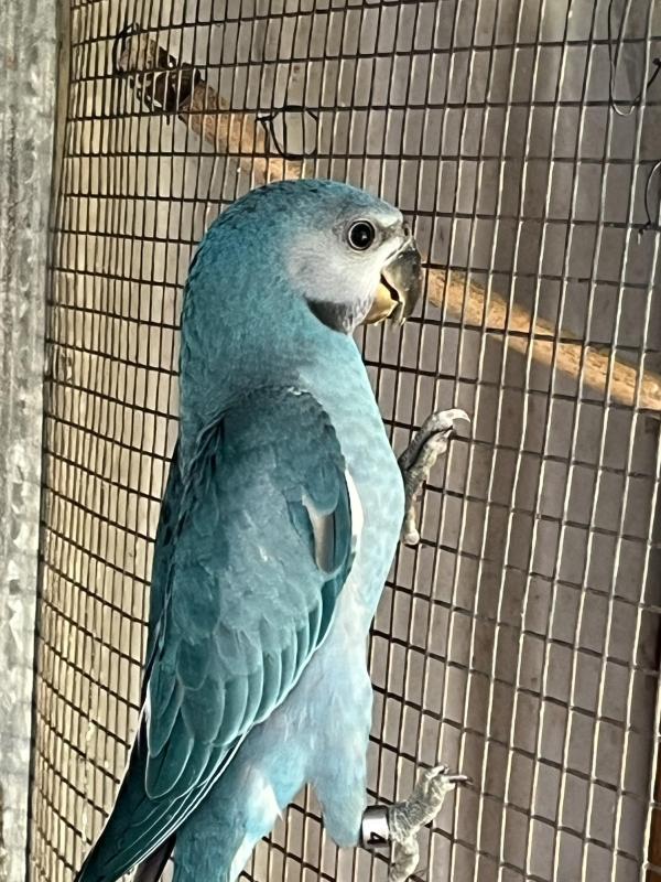 Blue and split moustache pair