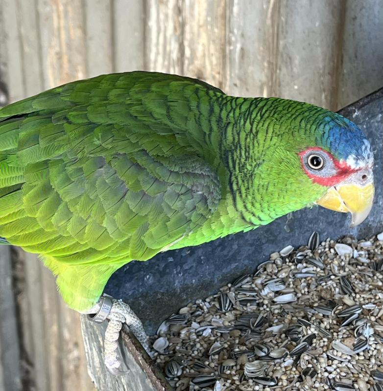 White Front Amazon (nana)