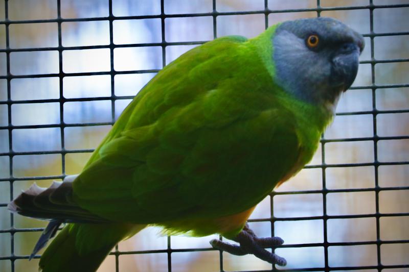 Senegal Parrot (Poicephalus senegalus) Pair