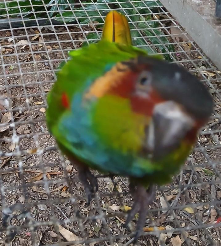 Bonded pair of Blue Front Conures