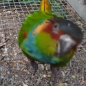 Bonded pair of Blue Front Conures