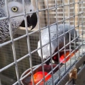 African grey pairs