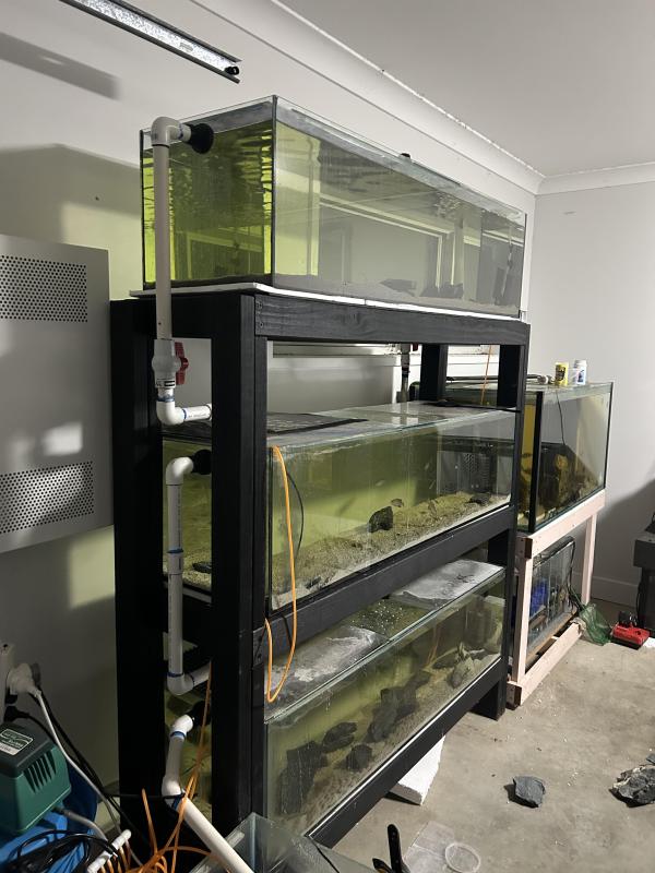 5 ft fish tanks and rack with sump