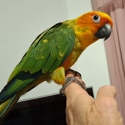 Sun Conure hand raised