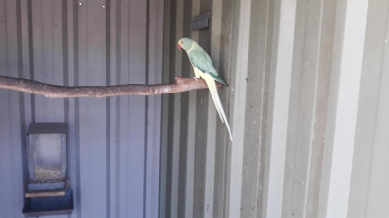 Ringnecks Opaline Cleartails Breeding   Pairs