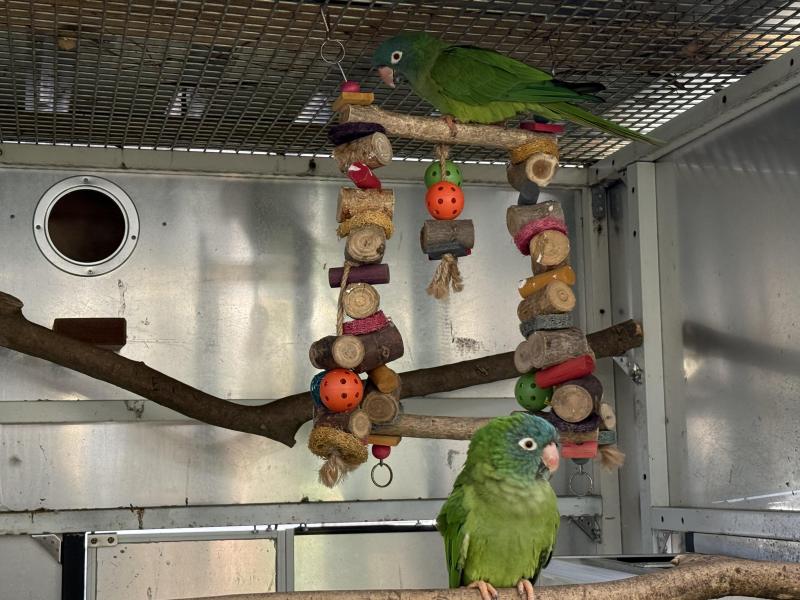 Sharp Tail Conures Mature Pair