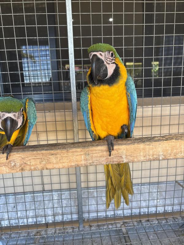 Hand raises blue & gold Macaws