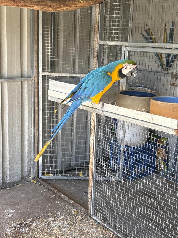 Blue and gold Macaws