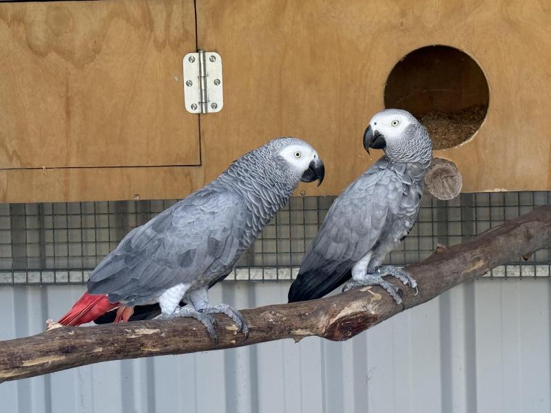 Aviary bird/breeding pair sellout