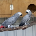 Aviary bird/breeding pair sellout