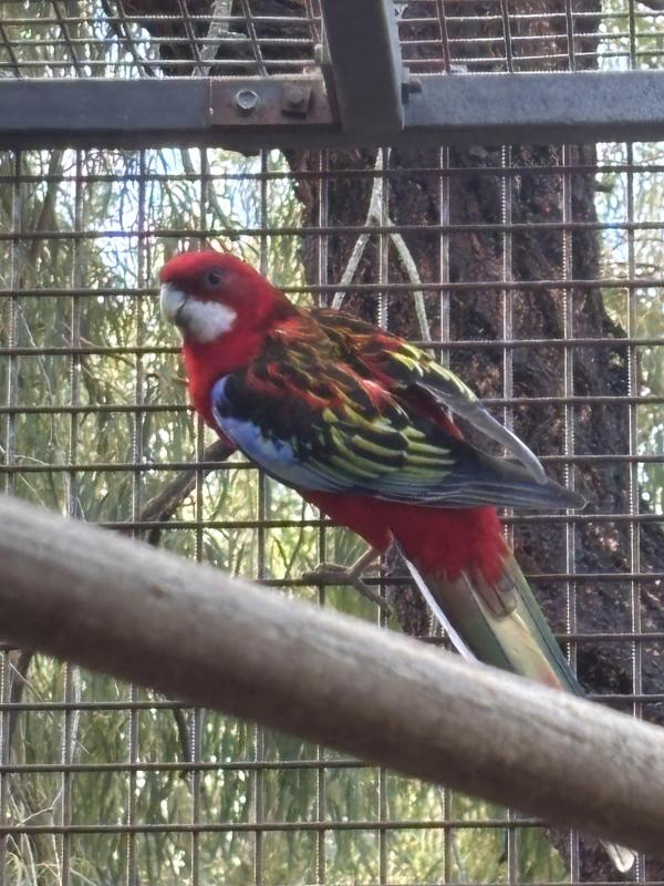 Eastern Rosellas