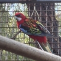 Eastern Rosellas