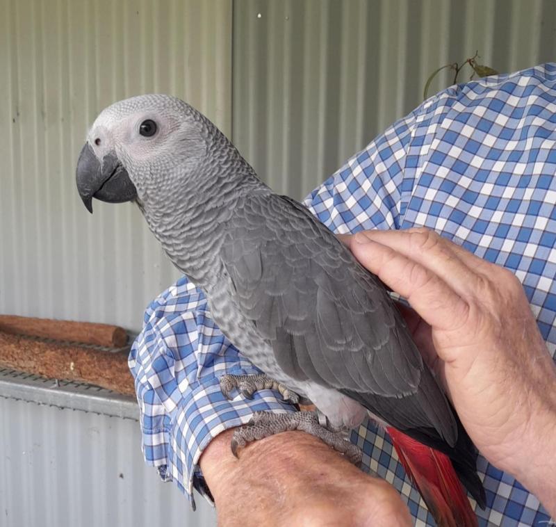 African Grey Chick's (Hand-raised)