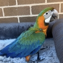 11 WEEKS OLD FEMALE CATALINA MACAW FRIENDLY & TAMED HARNESS TRAINED