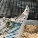 Whiteface Cockatiels