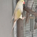 Opaline Cleartail Indian Ringnecks