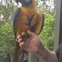 Handraised blue and gold macaws (Harness trained)