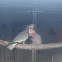 Khuli galahs