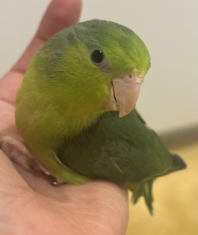 BABY PARROTLETS  Handraised! SOLD