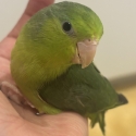 BABY PARROTLETS  Handraised! SOLD