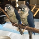 Double Factor Violet Conures