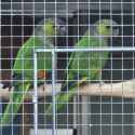 Black cap conures