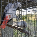 African grey pair