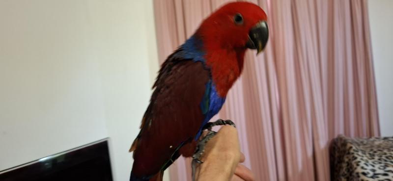 Eclectus hand raised