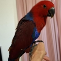 Eclectus hand raised