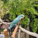 Blue quaker parrot