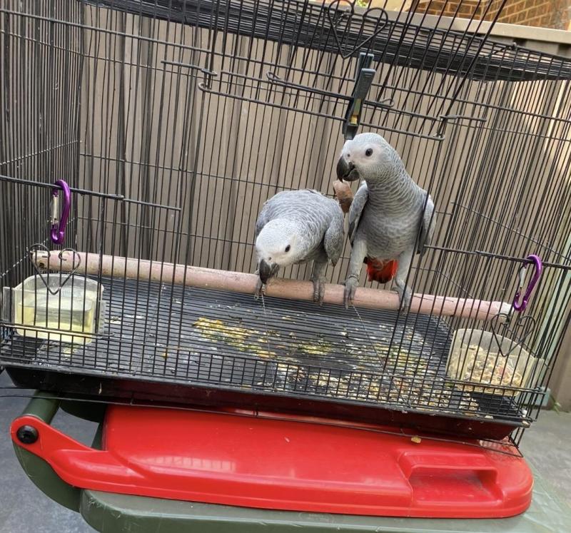 AFRICAN GREY PARROTS SWAP