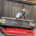 AFRICAN GREY PARROTS SWAP