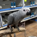 Hand Raised African Grey