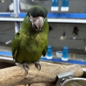 Hand Raised Hahns Macaw