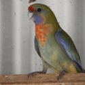 Adelaide Rosellas