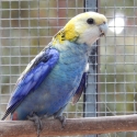 Pale head Rosella hens