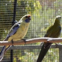 Yellow Rosella cocks