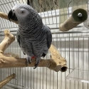 African Grey Pair Male & Female + Cage