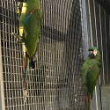 SEVERE MACAWS