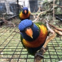 Proven Split Blue Rainbow Lorikeet Breeders