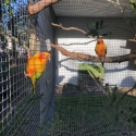 Breeding Pair Sun Conures