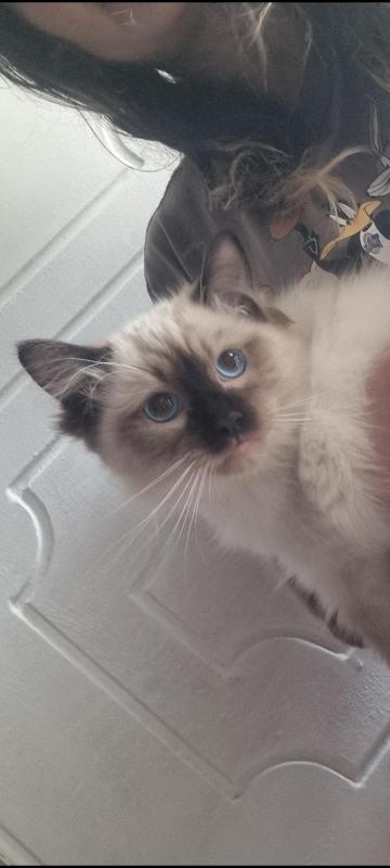 Purrbred Ragdoll kittens