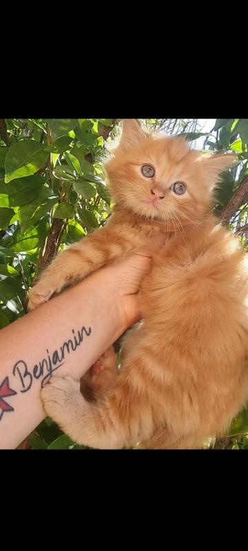 Ragdoll x Norwegian forest cat  mainecoon