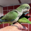 Baby Quakers Green 10 weeks old.Hand Reared