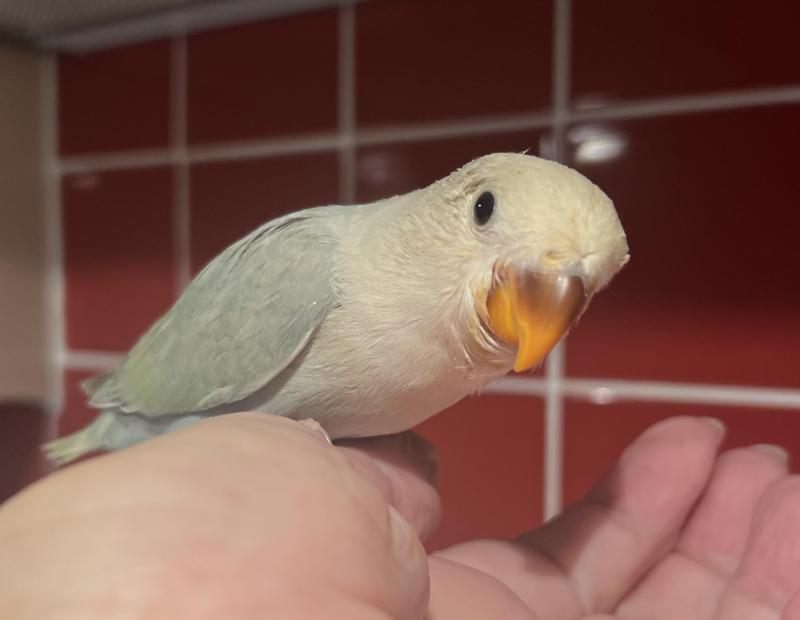 Hand reared Baby Peachface 9 weeks old.