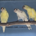 TWENTY EIGHT PARROT MUTATIONS