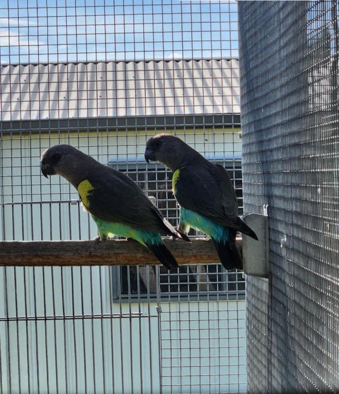 Myers Parrot Hens bred 2025